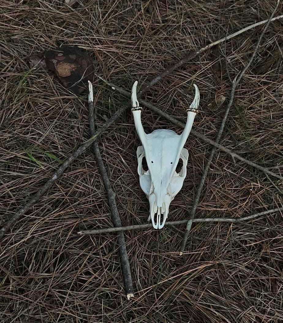 Bones