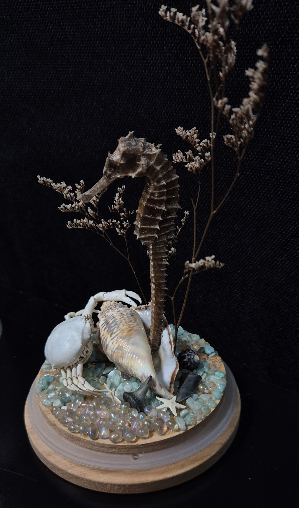 Seahorse Dome