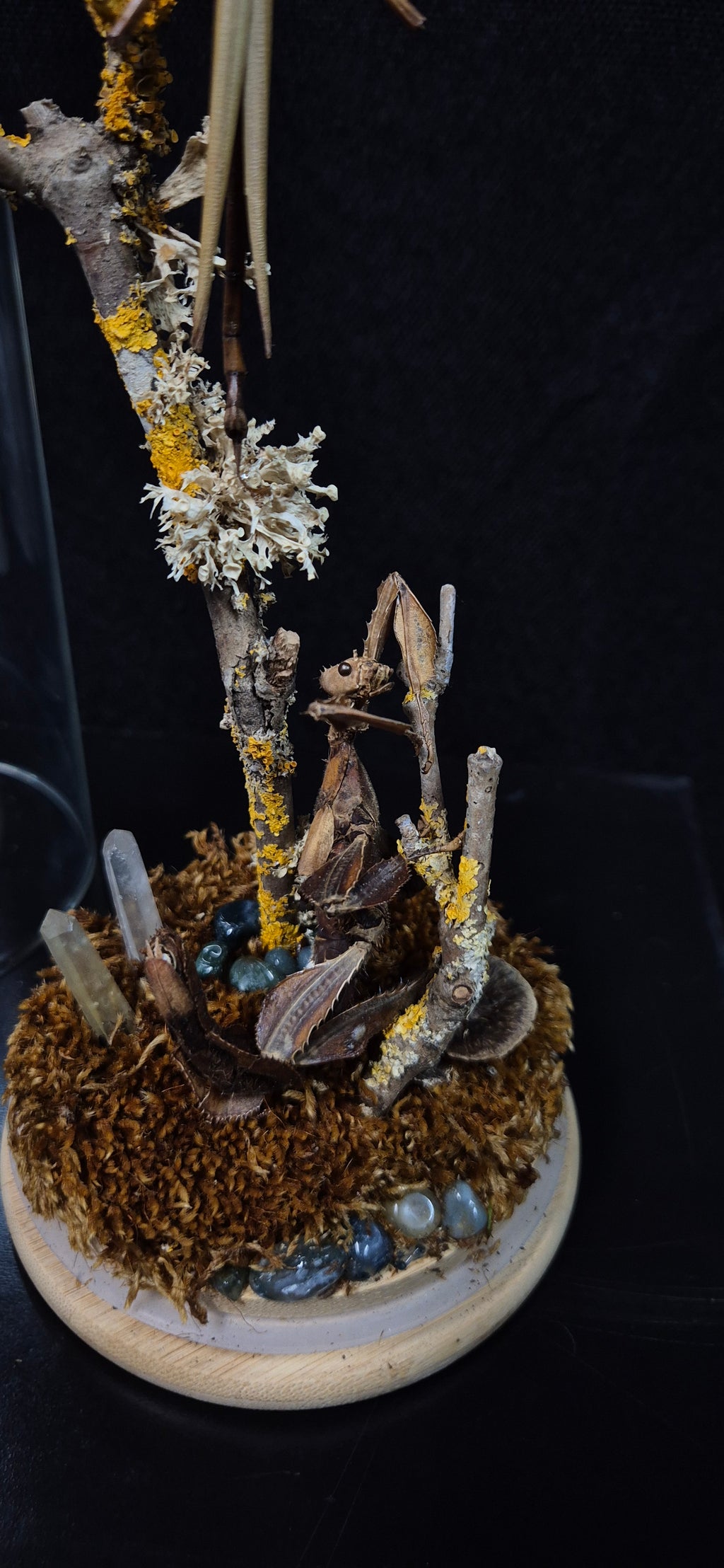 Stick Insect Dome
