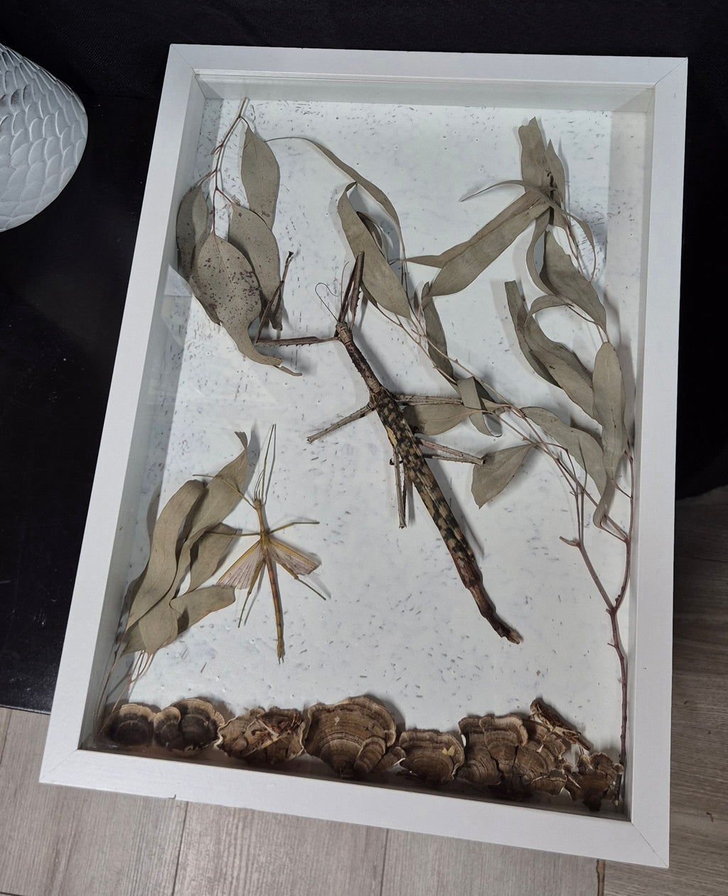 Stick Insect Wall Frame
