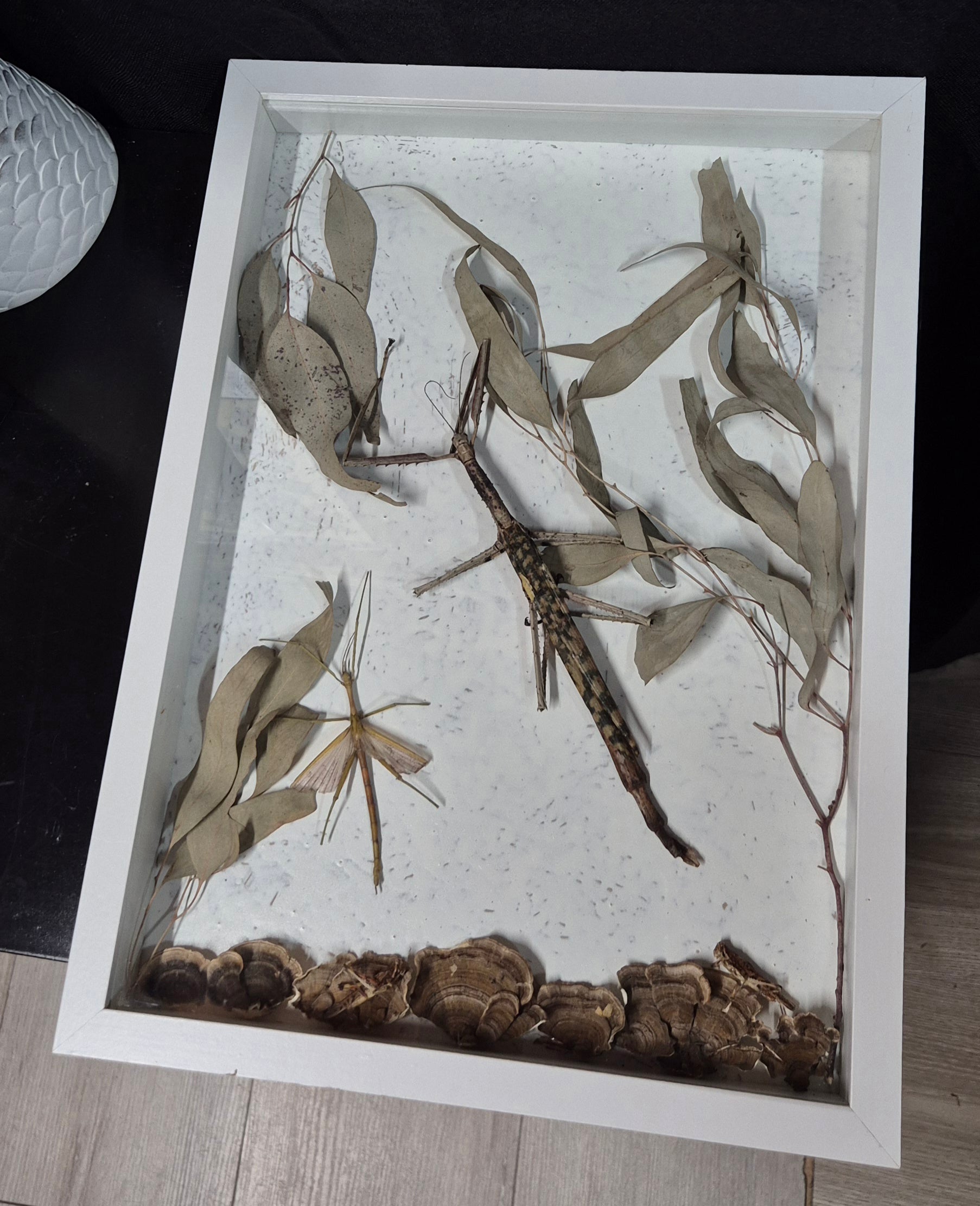 Stick Insect Wall Frame