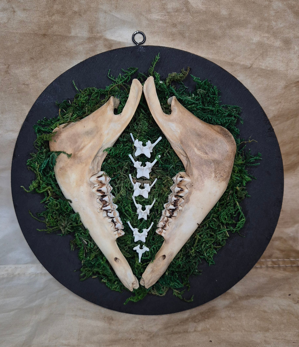Mirrored Jaws Wall Hanger