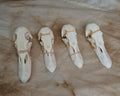 Domestic Duck Skulls