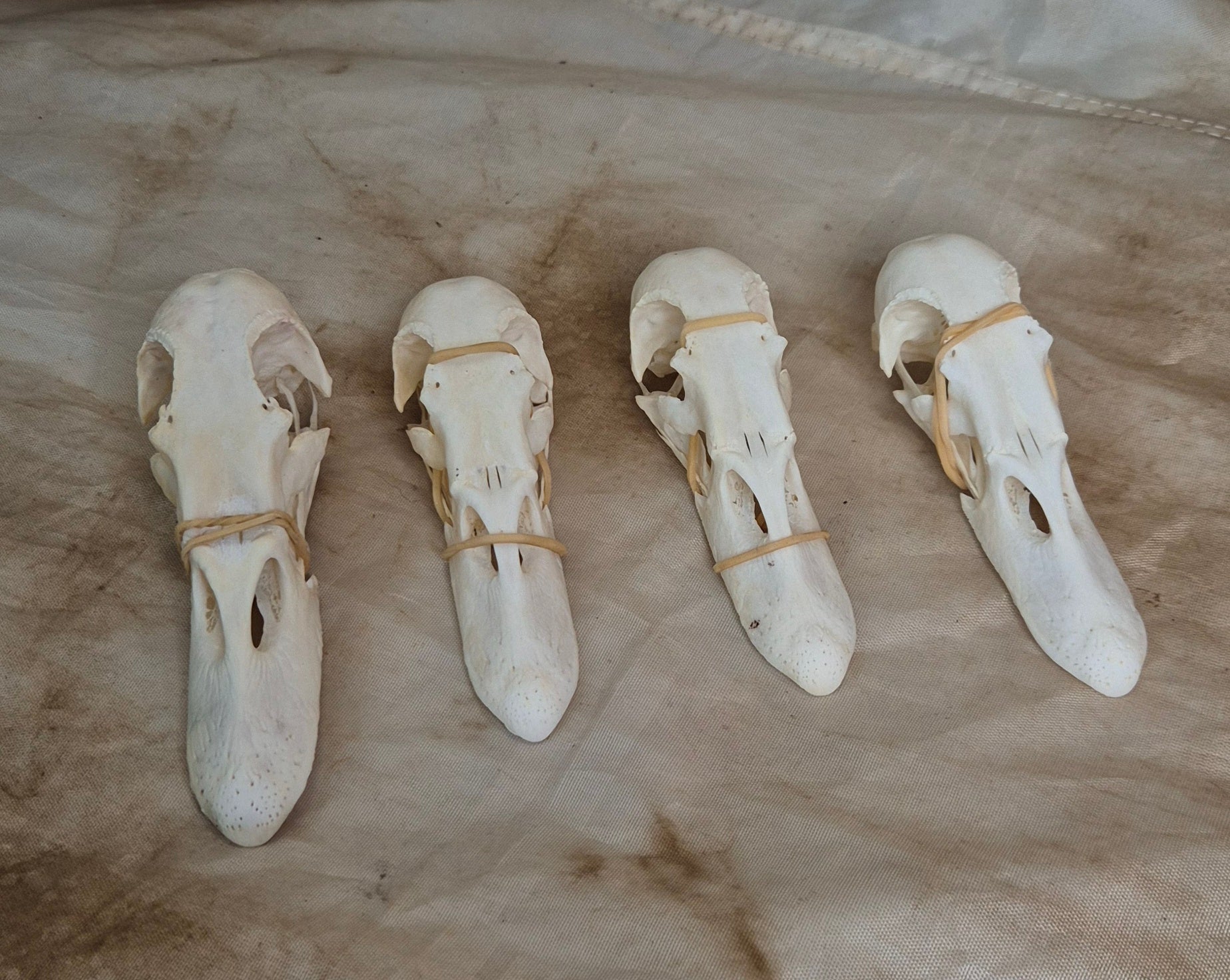 Domestic Duck Skulls