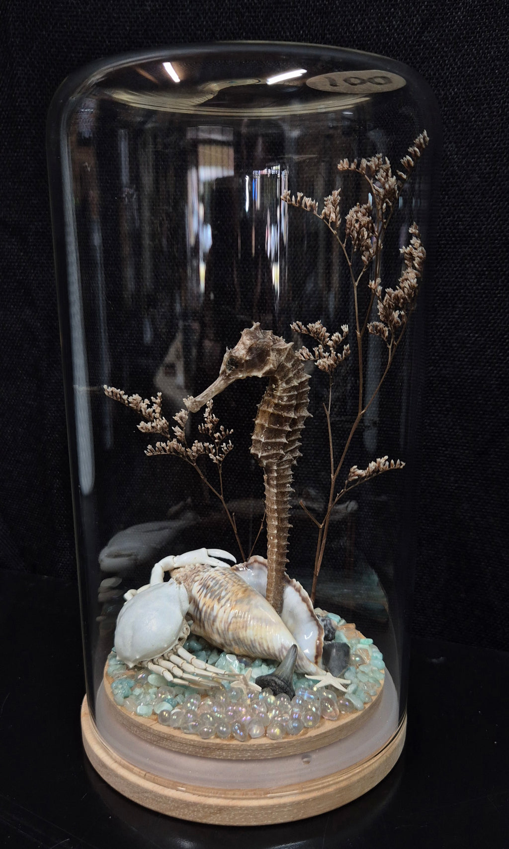 Seahorse Dome