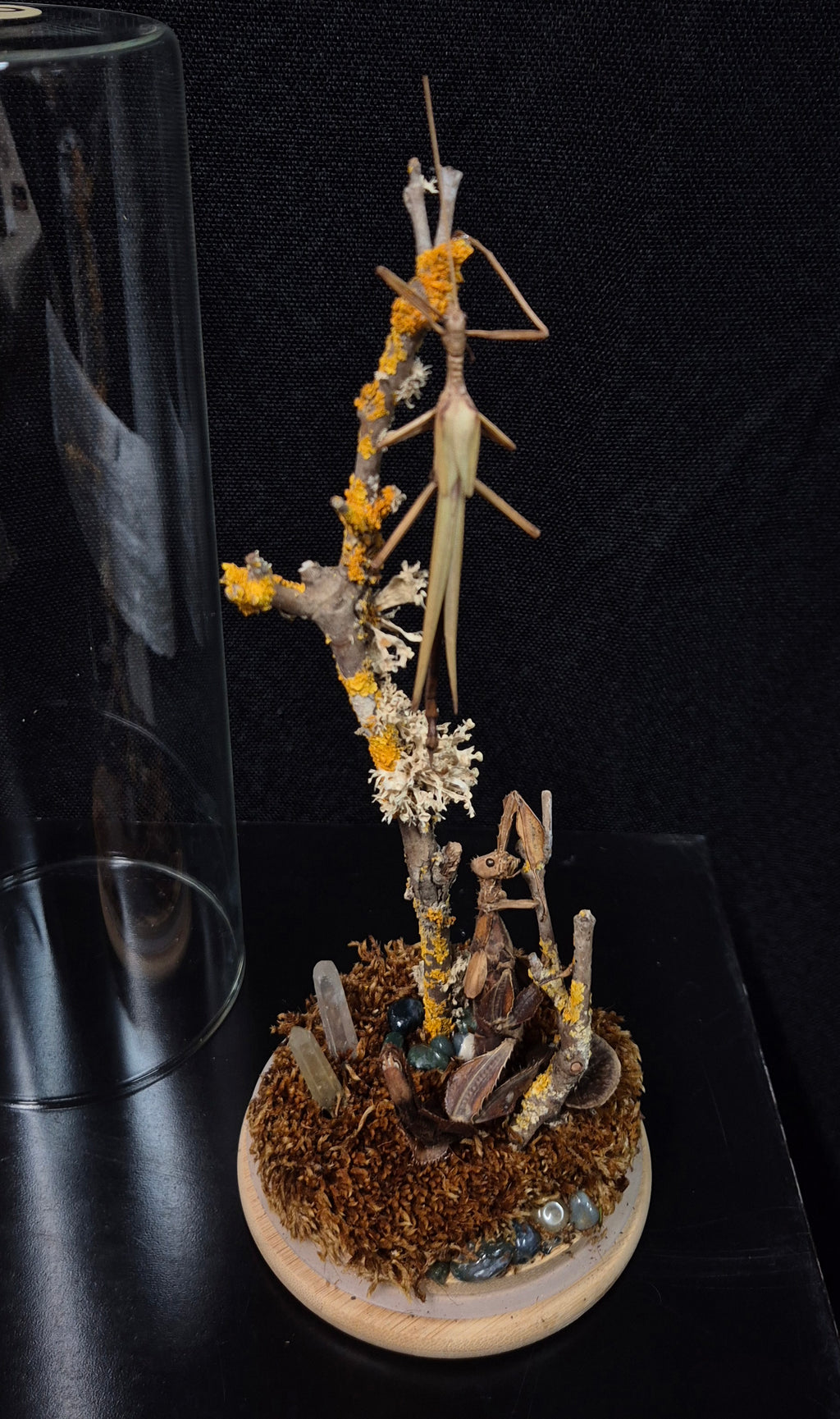 Stick Insect Dome