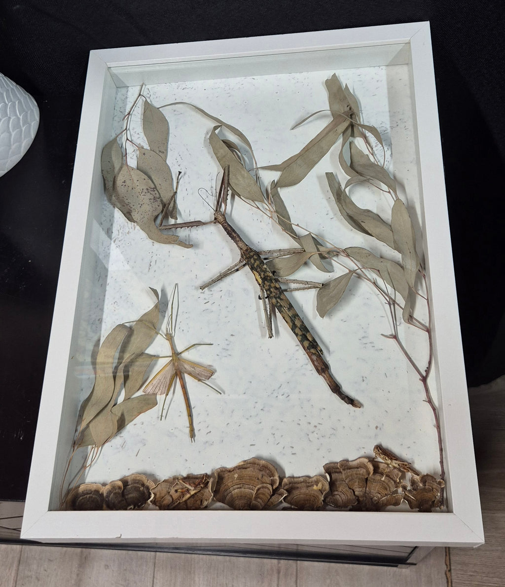 Stick Insect Wall Frame