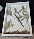 Stick Insect Wall Frame