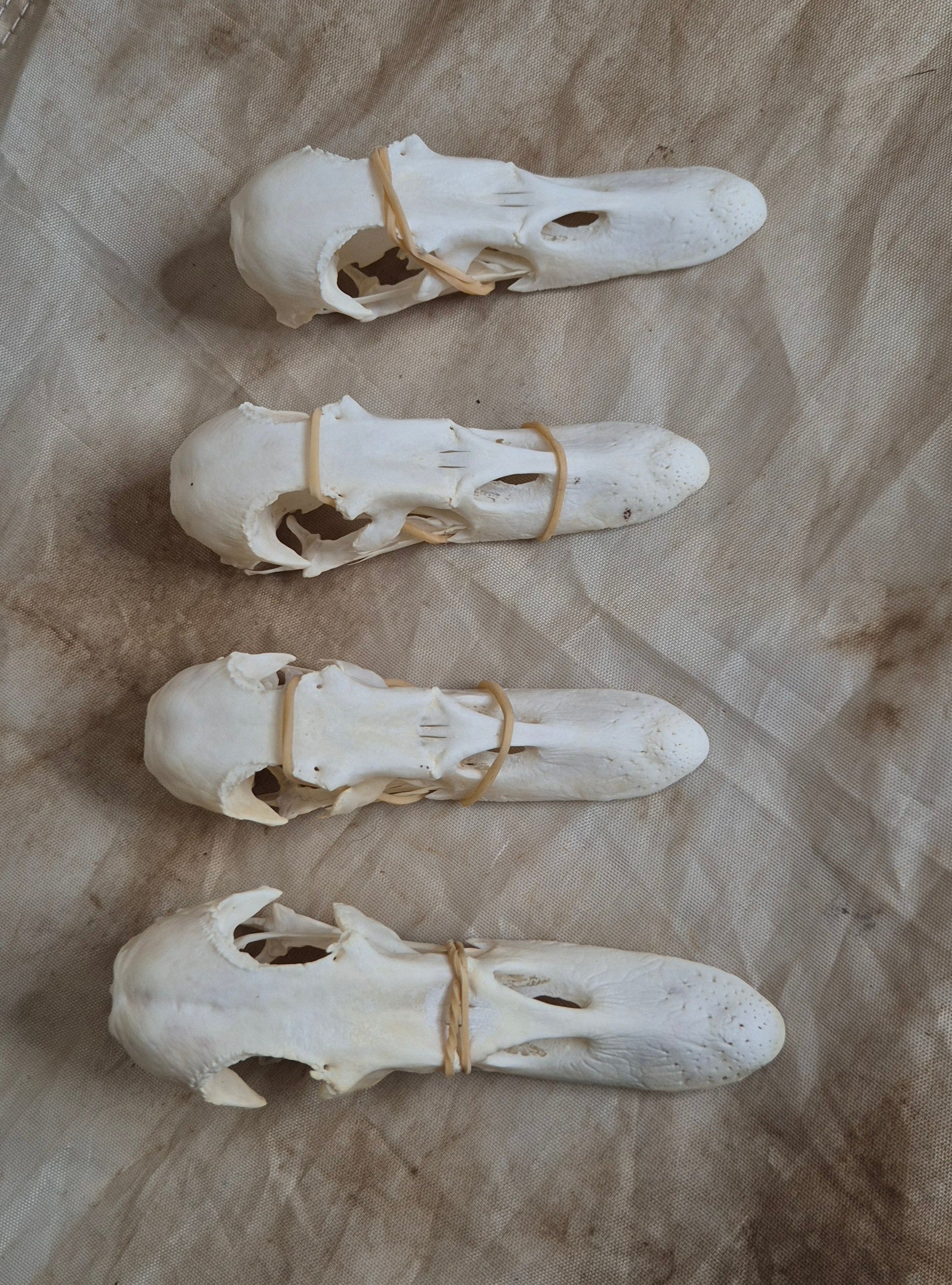 Domestic Duck Skulls