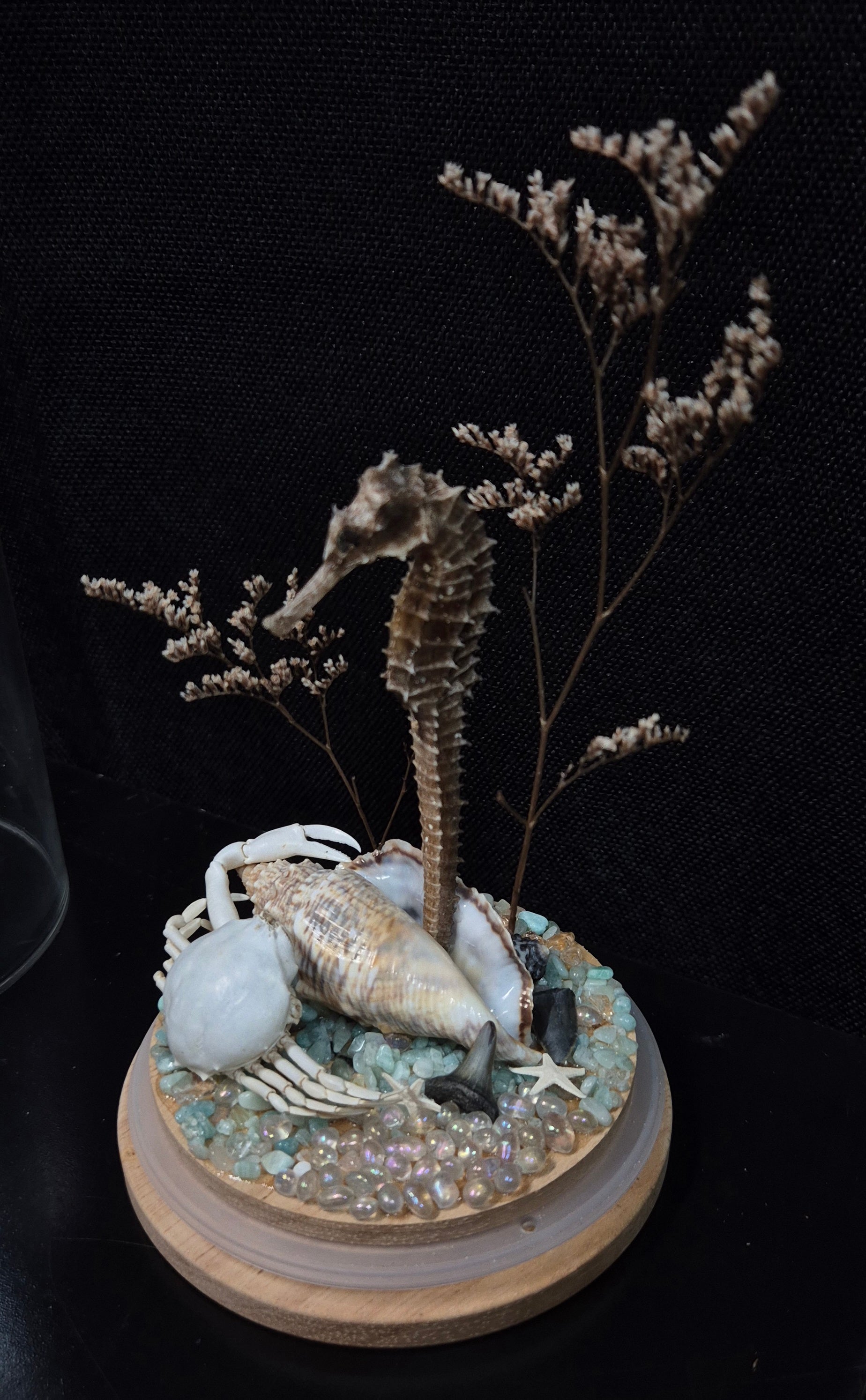Seahorse Dome