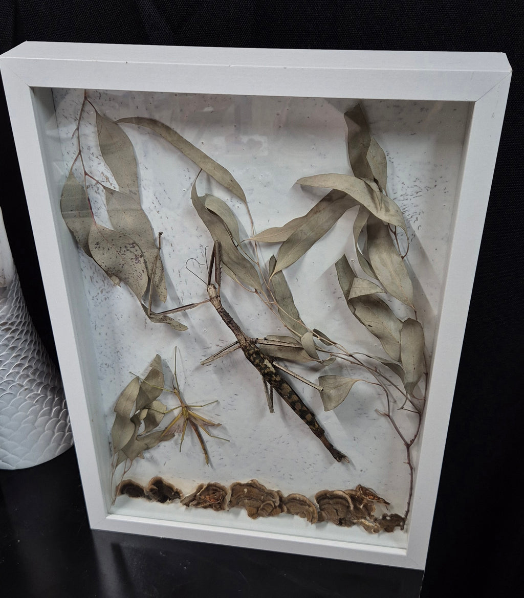 Stick Insect Wall Frame