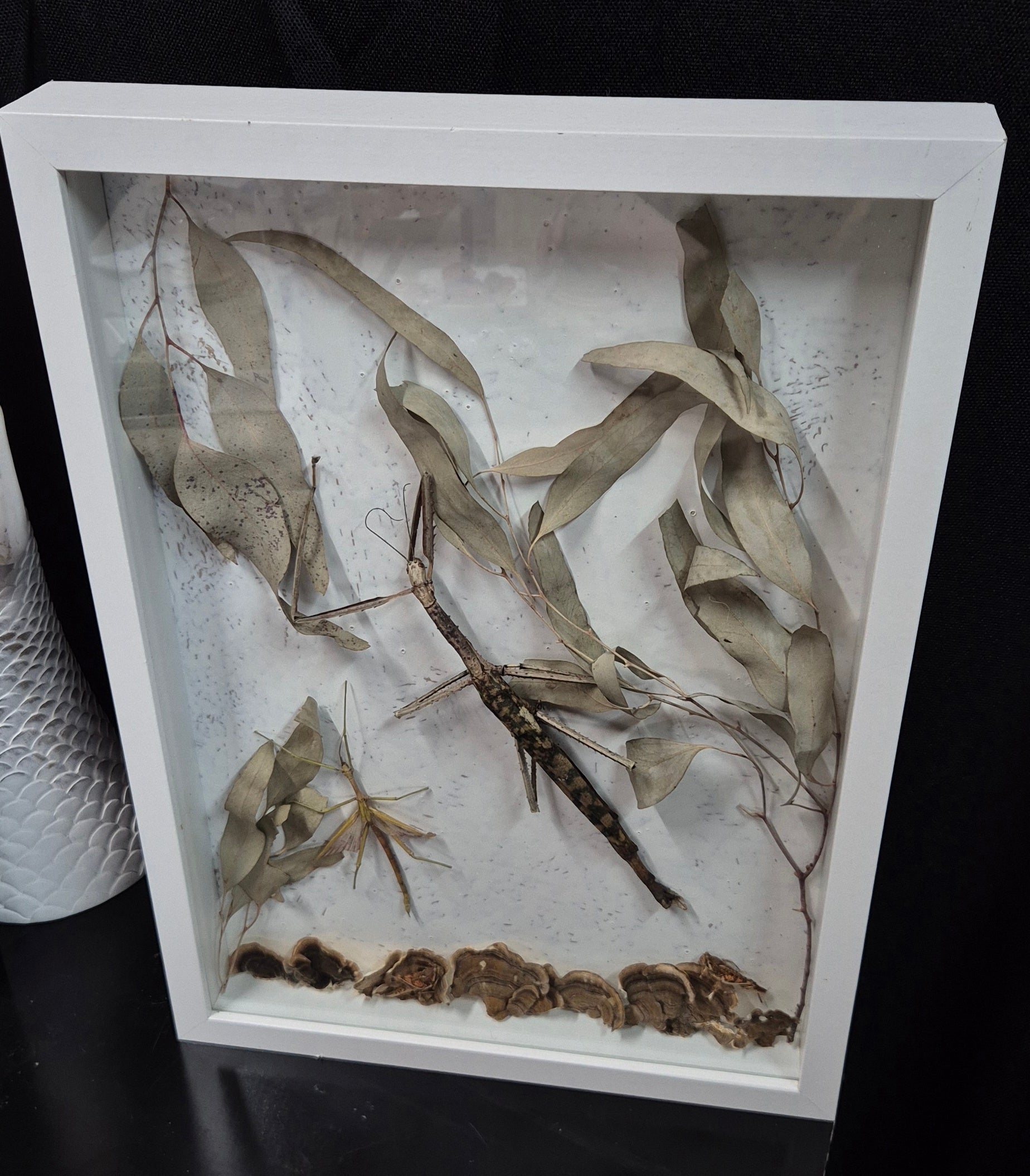 Stick Insect Wall Frame
