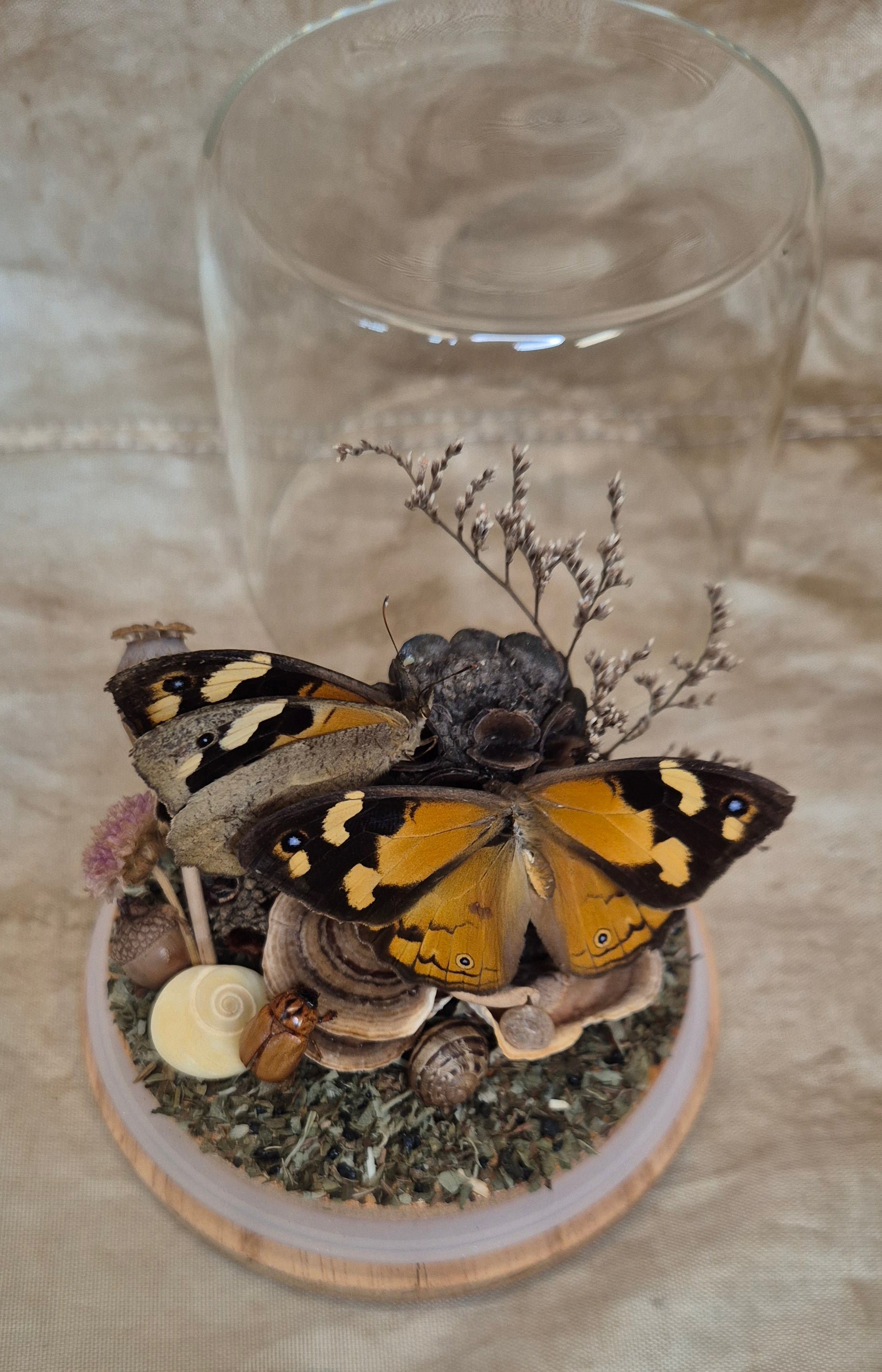 Common Brown Butterfly Dome