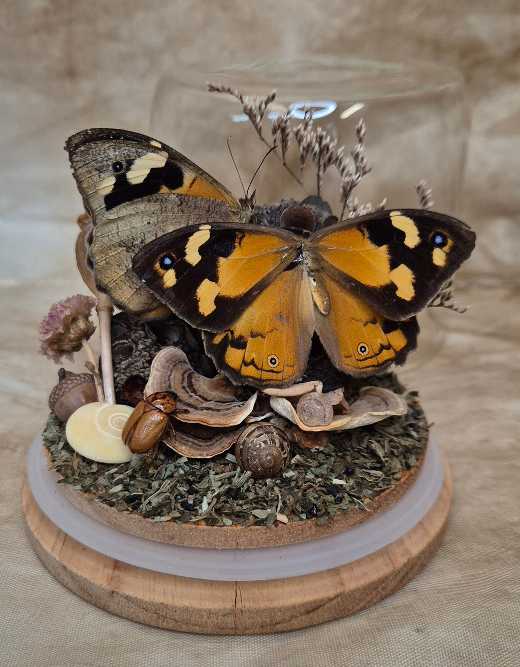 Common Brown Butterfly Dome