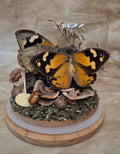 Common Brown Butterfly Dome
