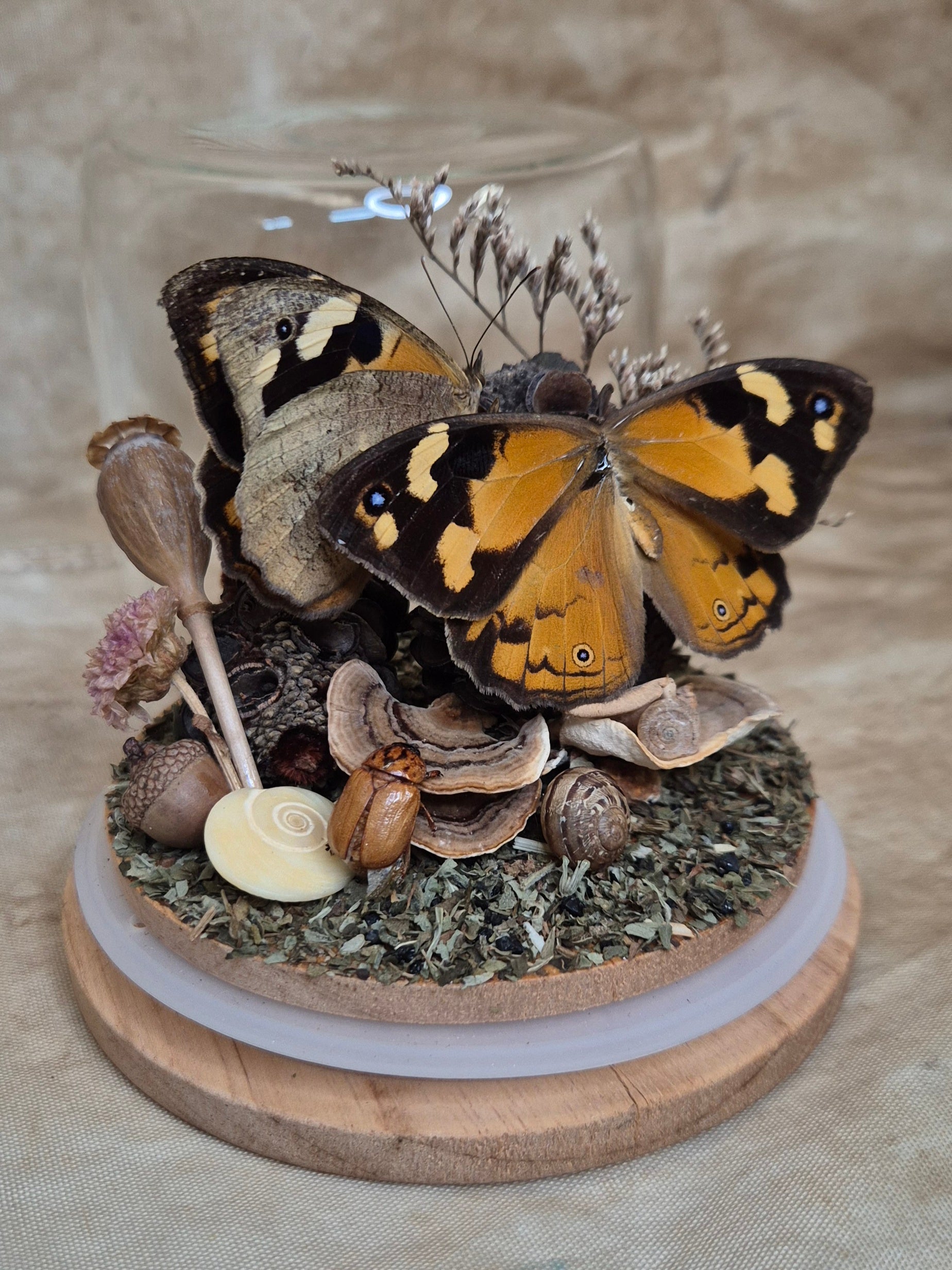 Common Brown Butterfly Dome