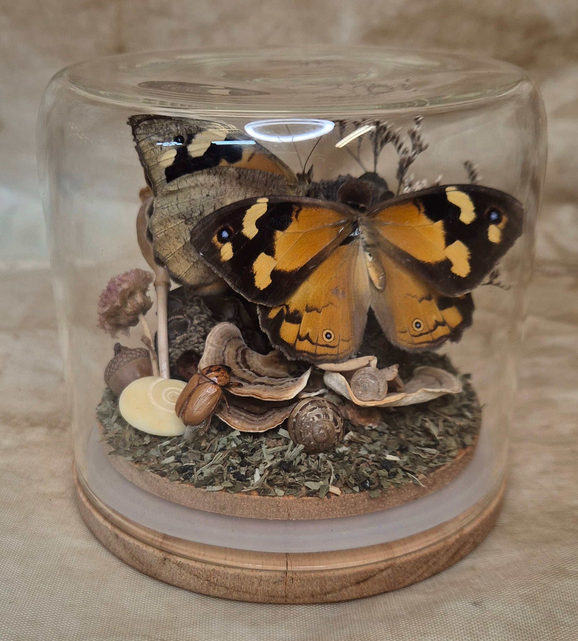 Common Brown Butterfly Dome