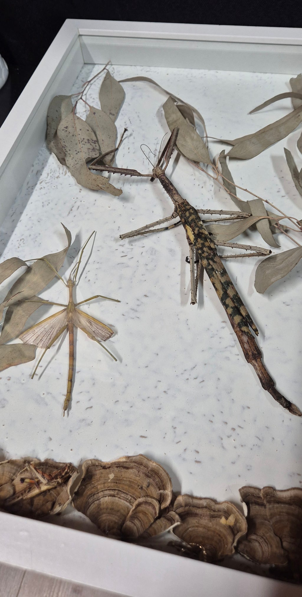 Stick Insect Wall Frame