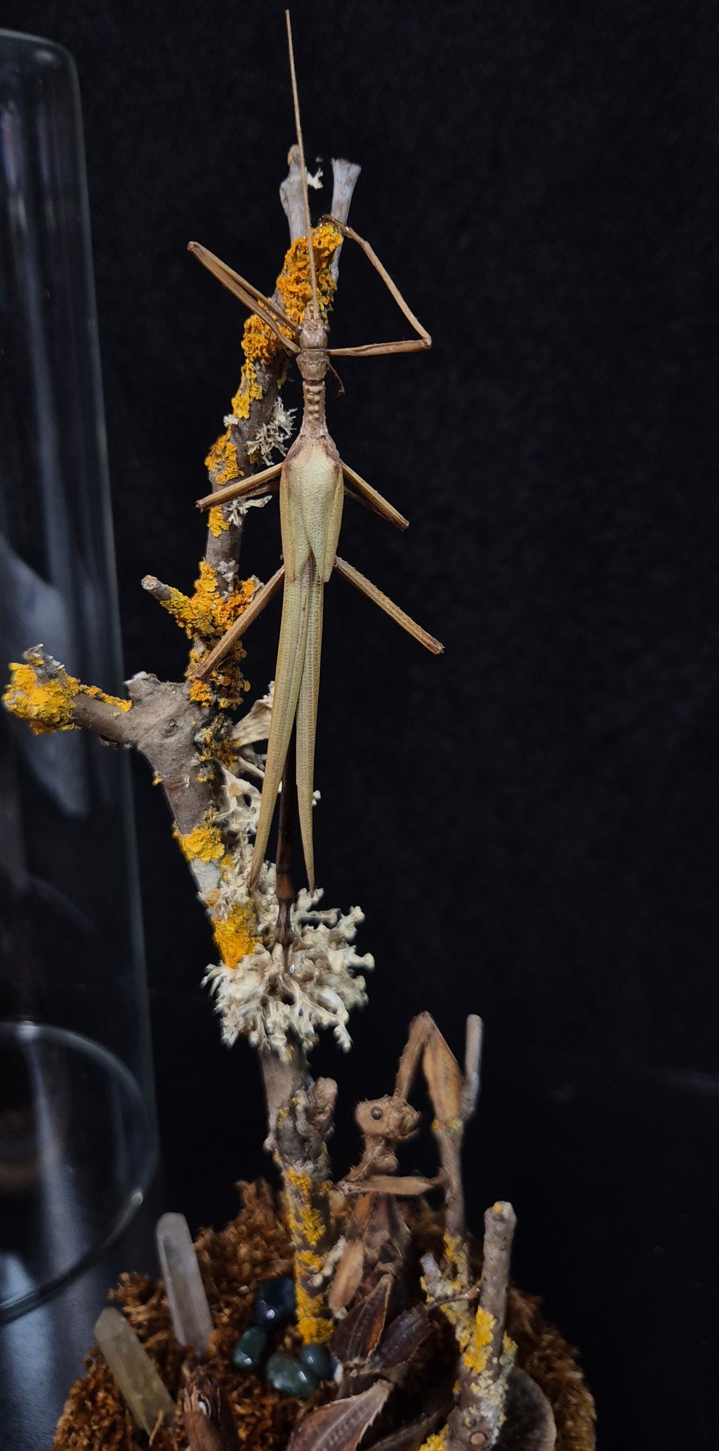 Stick Insect Dome