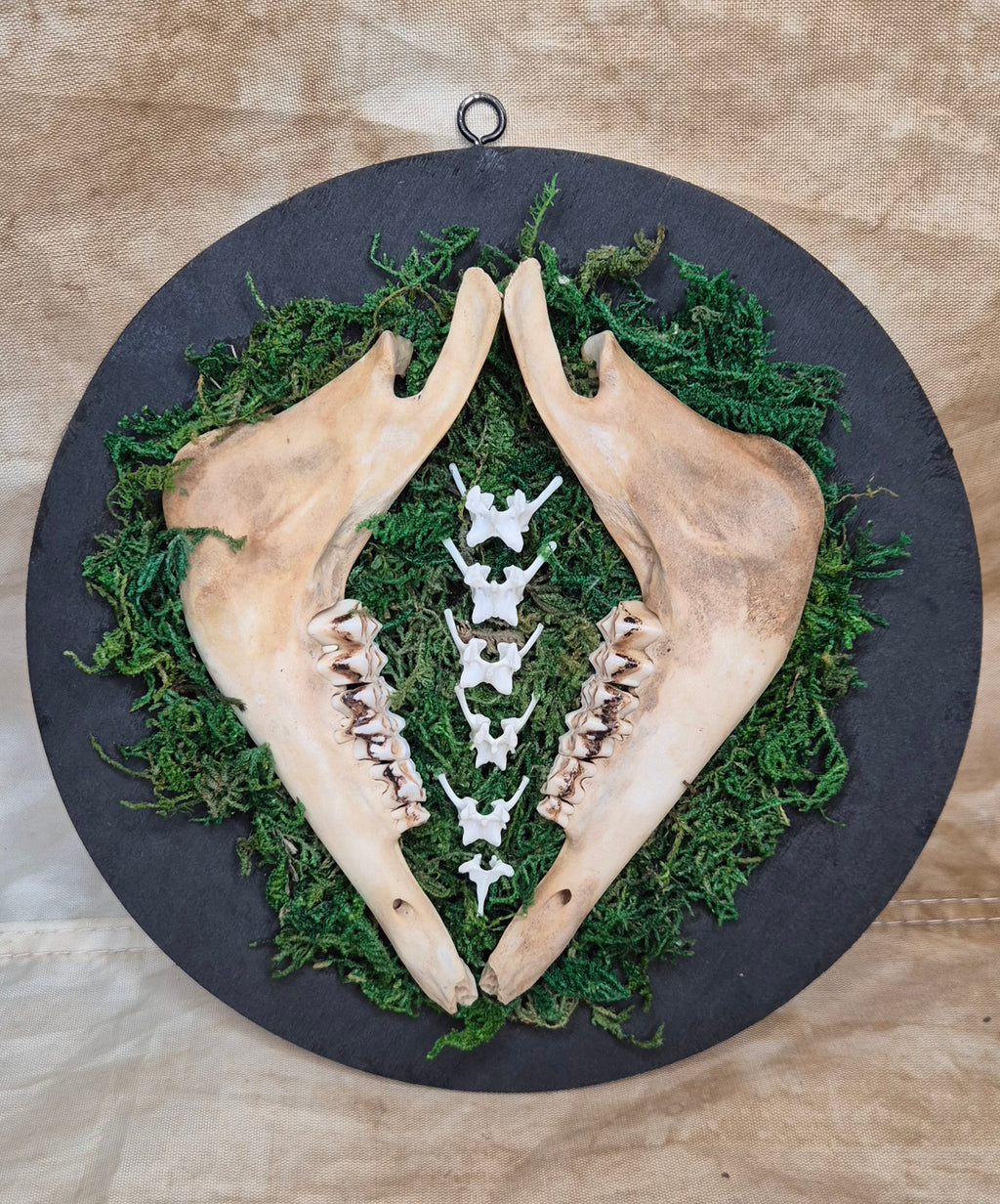 Mirrored Jaws Wall Hanger
