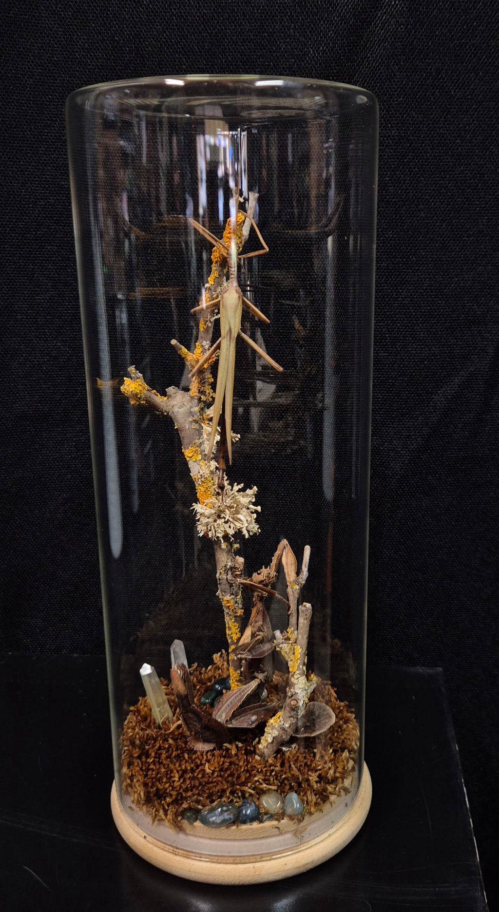Stick Insect Dome