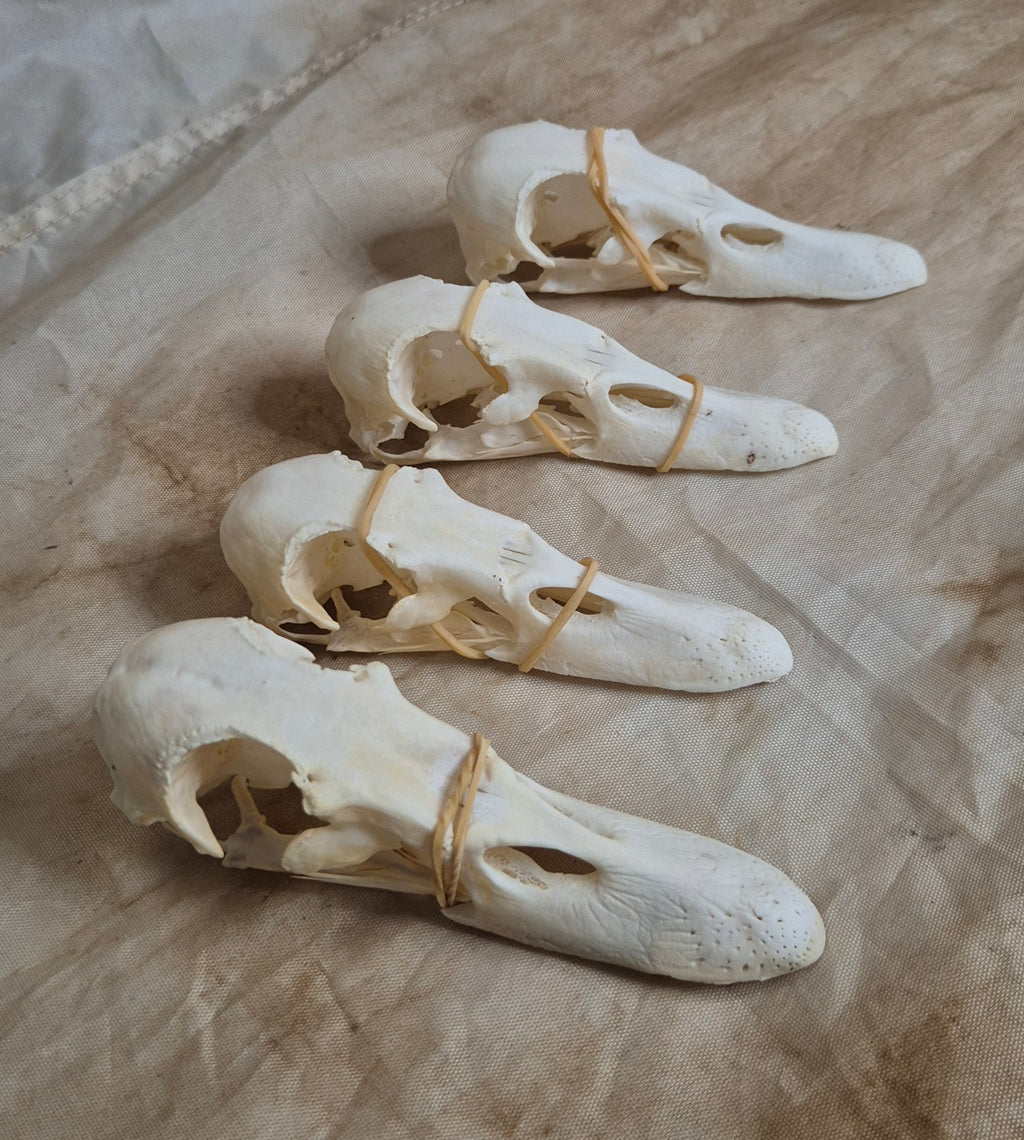 Domestic Duck Skulls