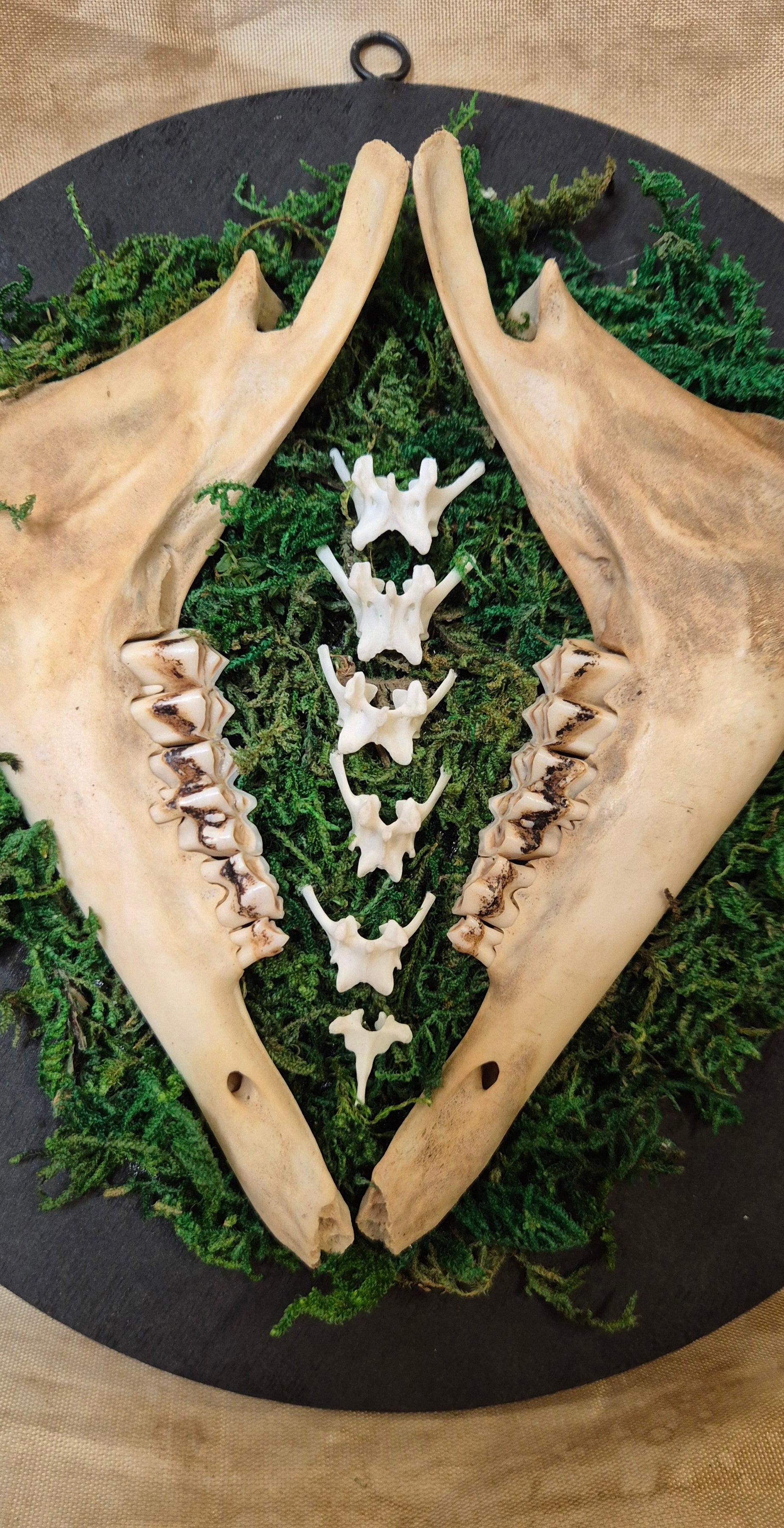 Mirrored Jaws Wall Hanger