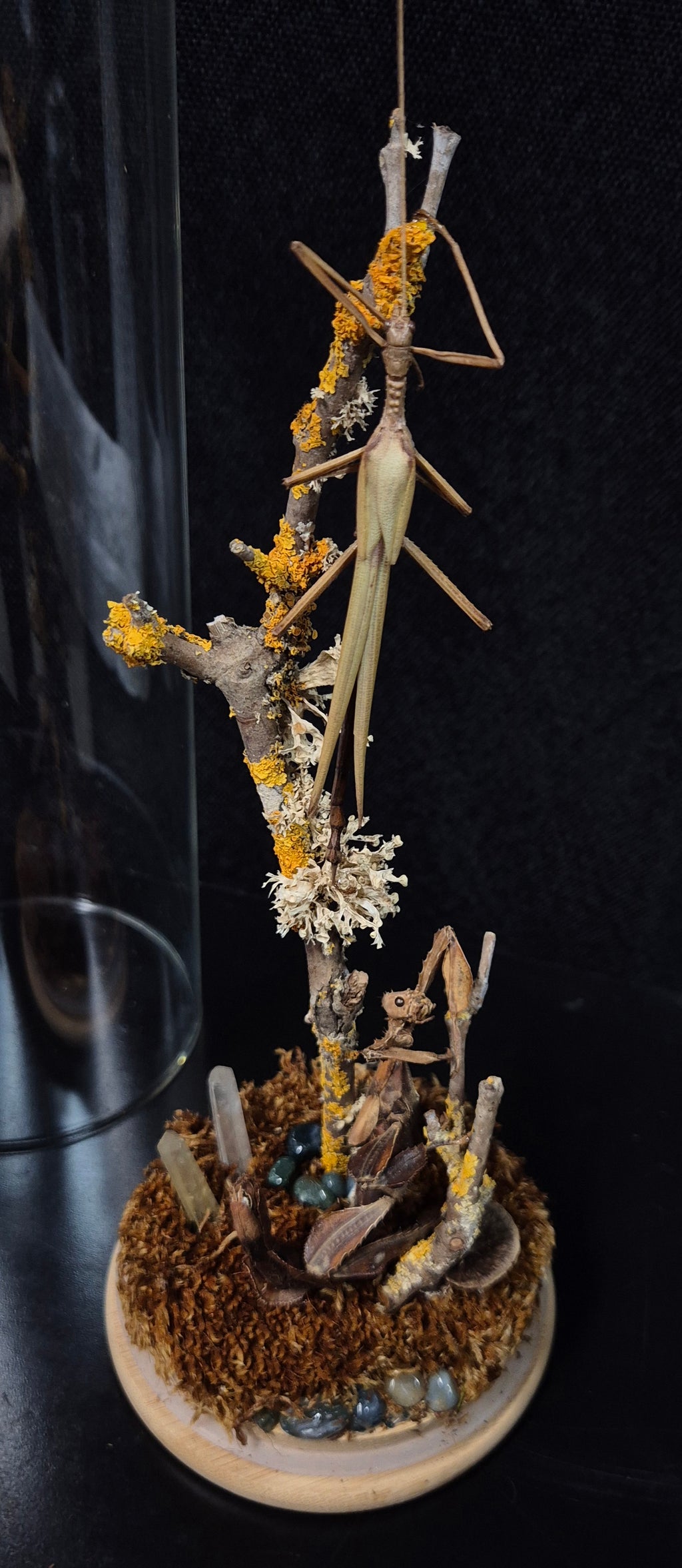 Stick Insect Dome