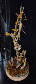Stick Insect Dome